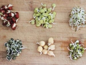 Grow Bean Sprouts in a Jar