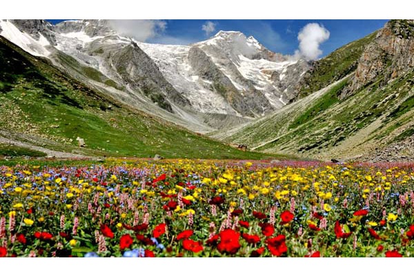 Valley Of Flowers